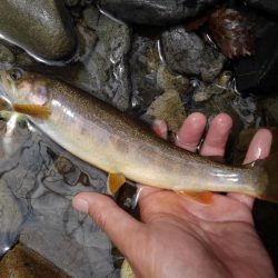 渓流ミノーイング 長良川水系